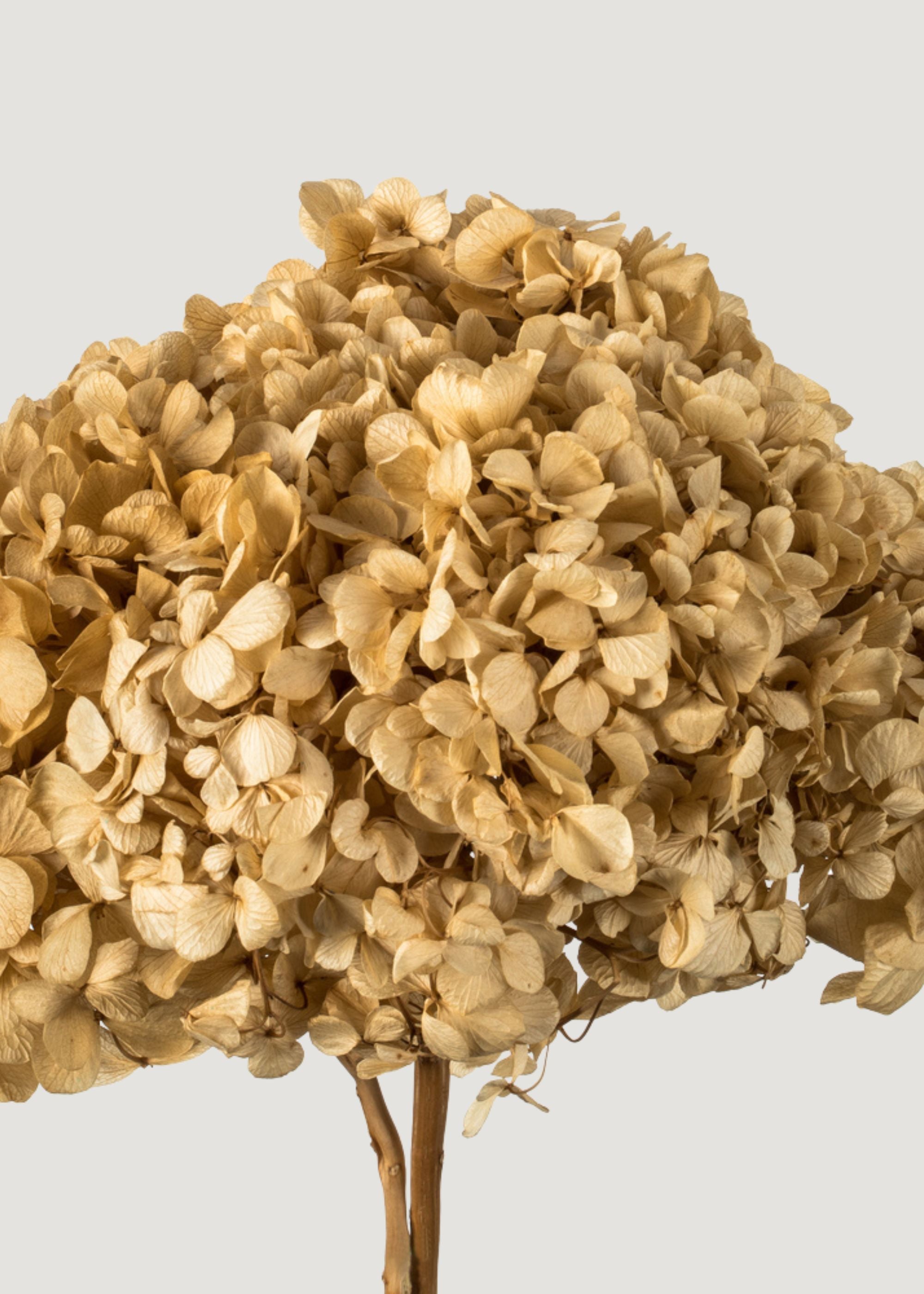 Preserved Hydrangea