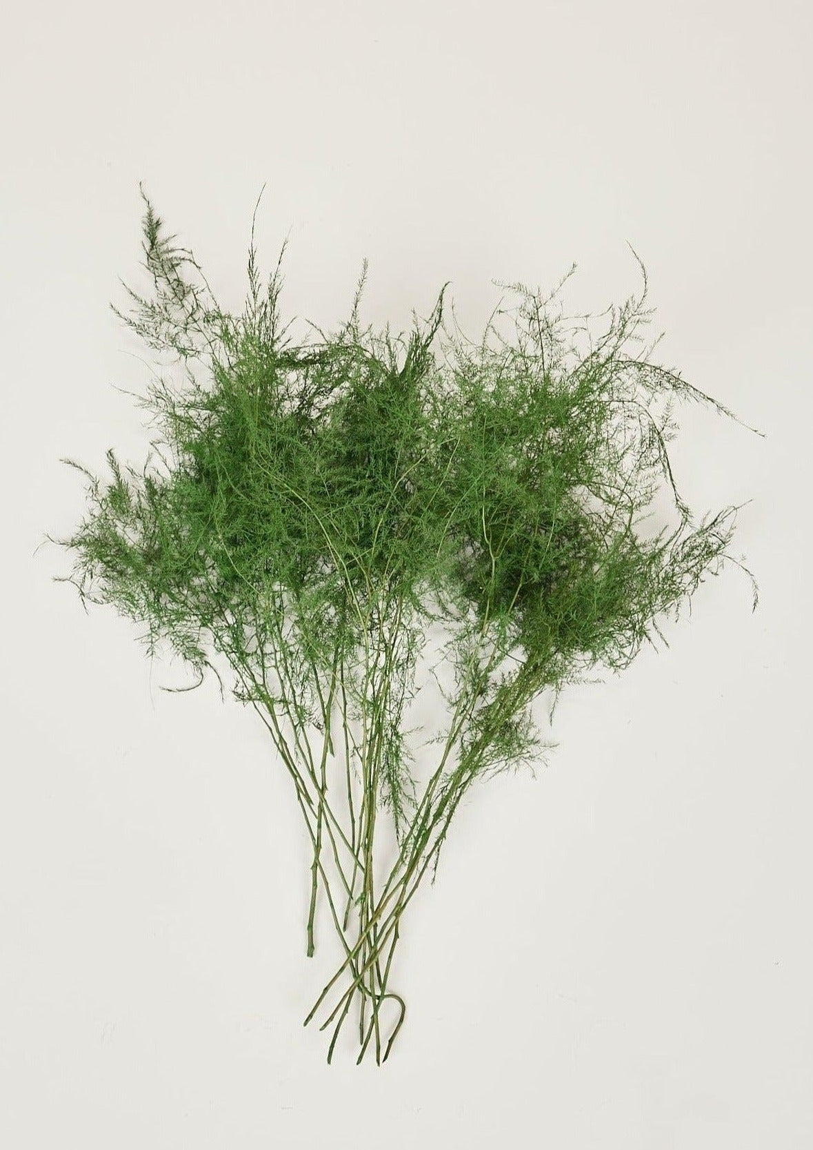 Natural Greens Preserved Plumosus Fern Bundle Pulled Apart