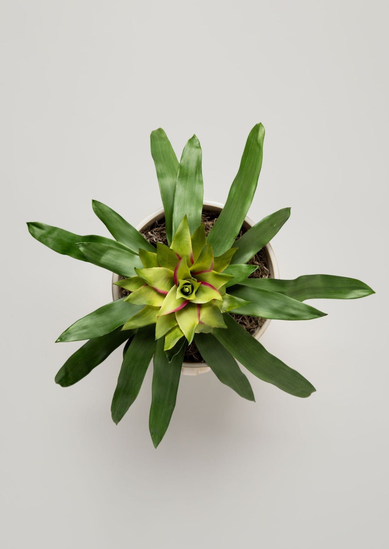 Fake Bromeliad Plant