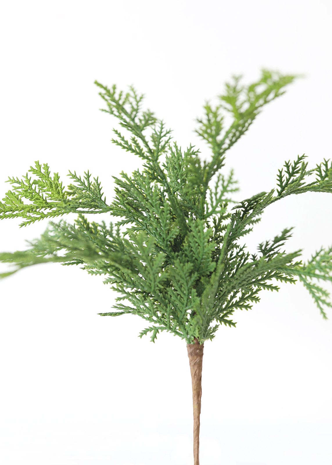 Close Up Details of Cedar Leaves at Afloral