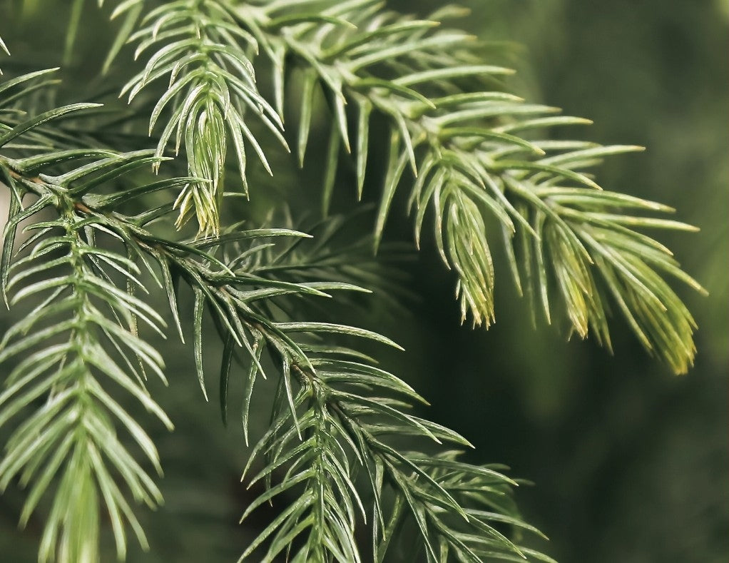 Close up of artificial winter greenery. | Afloral
