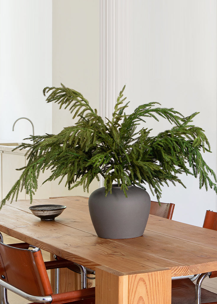 Christmas Norfolk pine branch